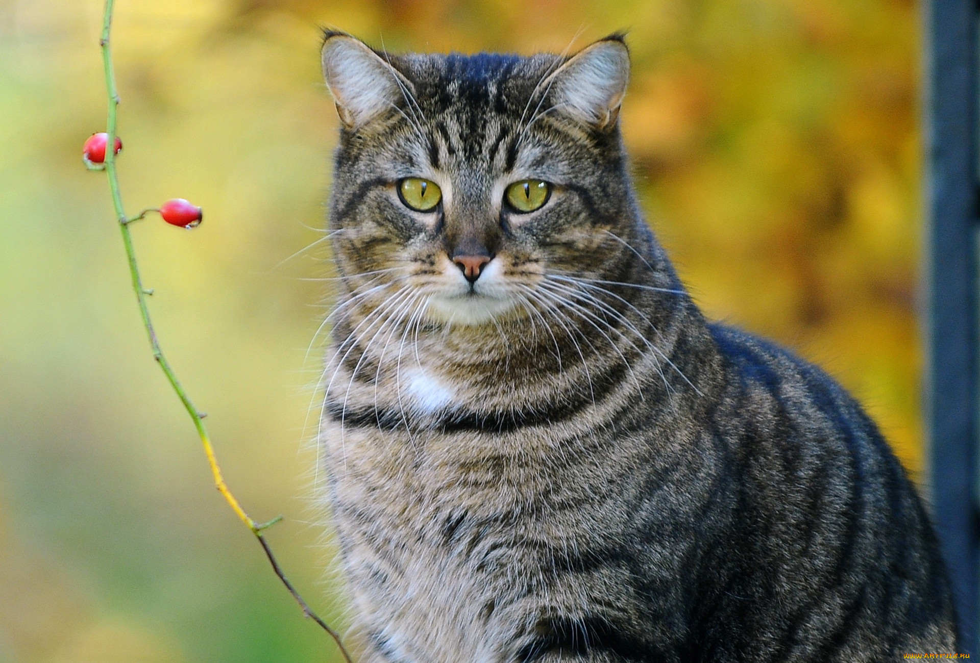 Картинки котов. Кошка европейская короткошерстная серая полосатая. Сибирская короткошерстная кошка серая. Британская кошка табби. Серый полосатый кот.